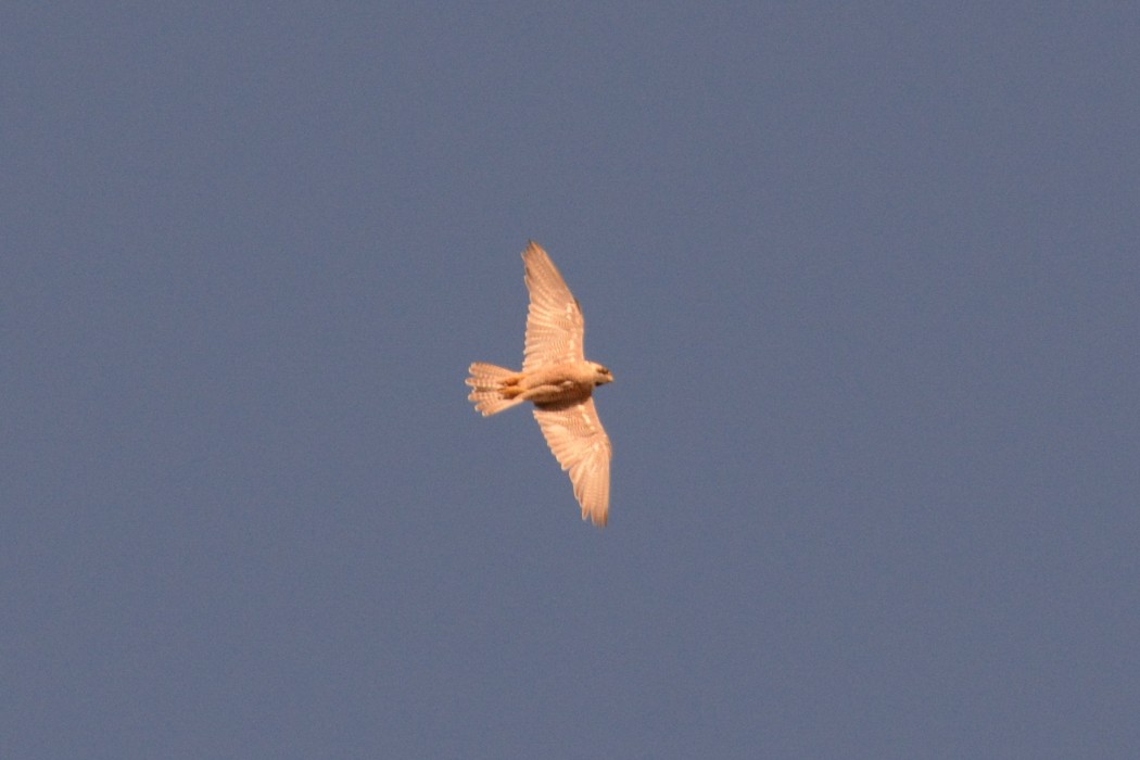 Peregrine Falcon