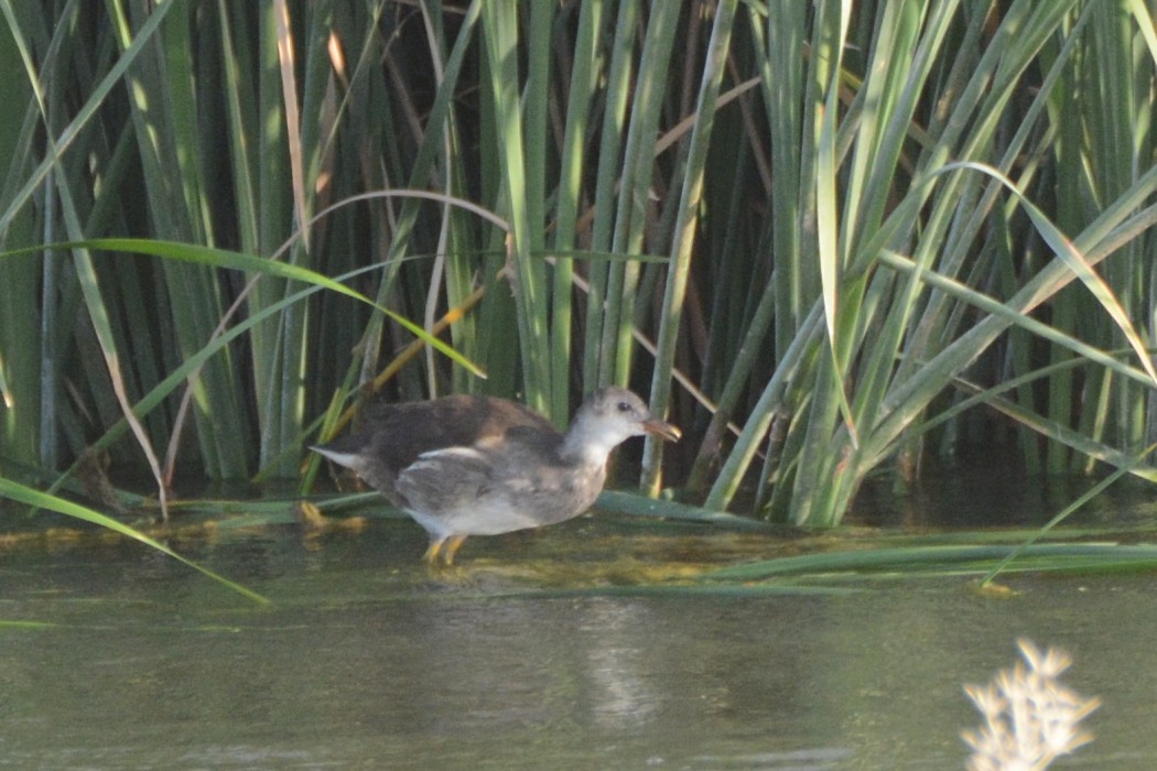 Common Moorhen