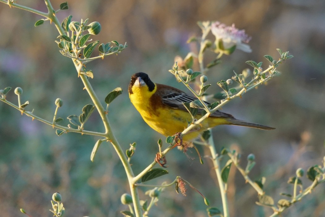 Black-headed Bunting