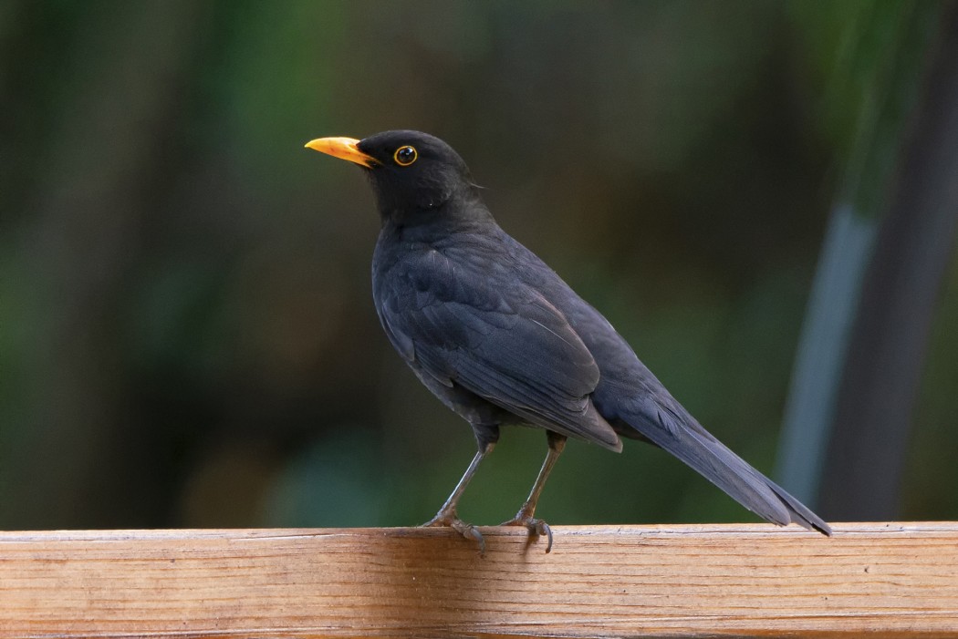 Common Blackbird