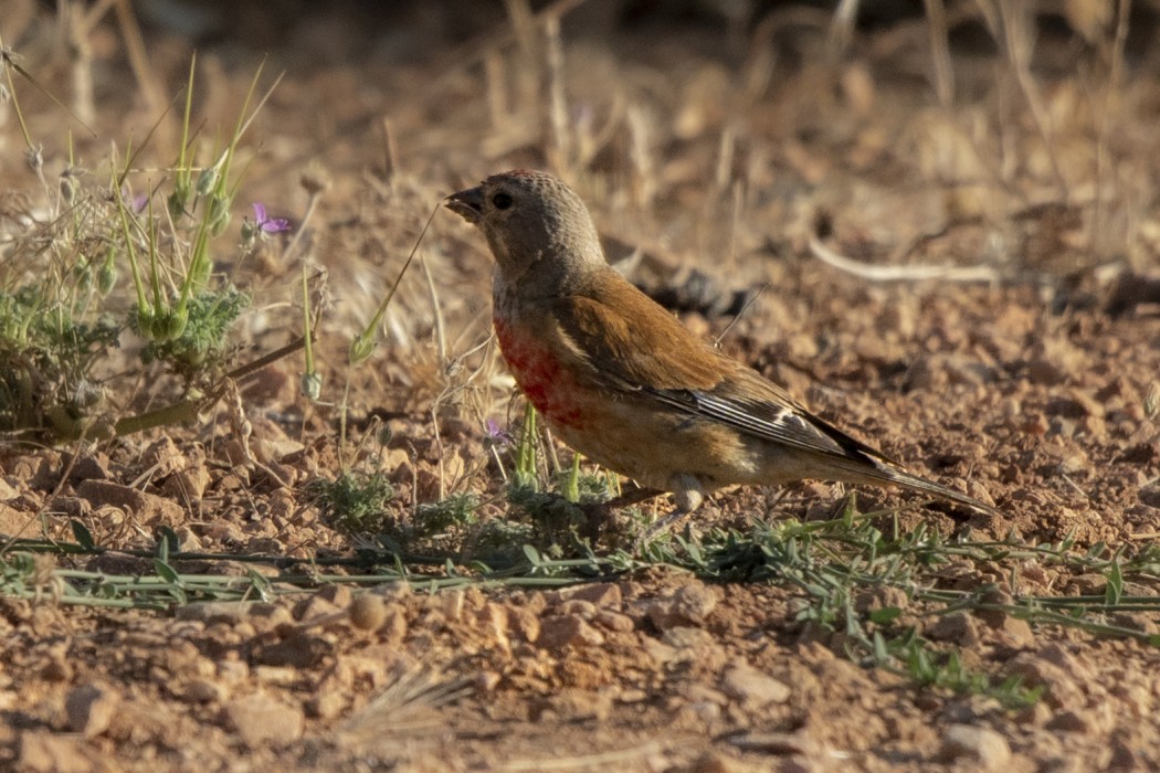 Common Linnet