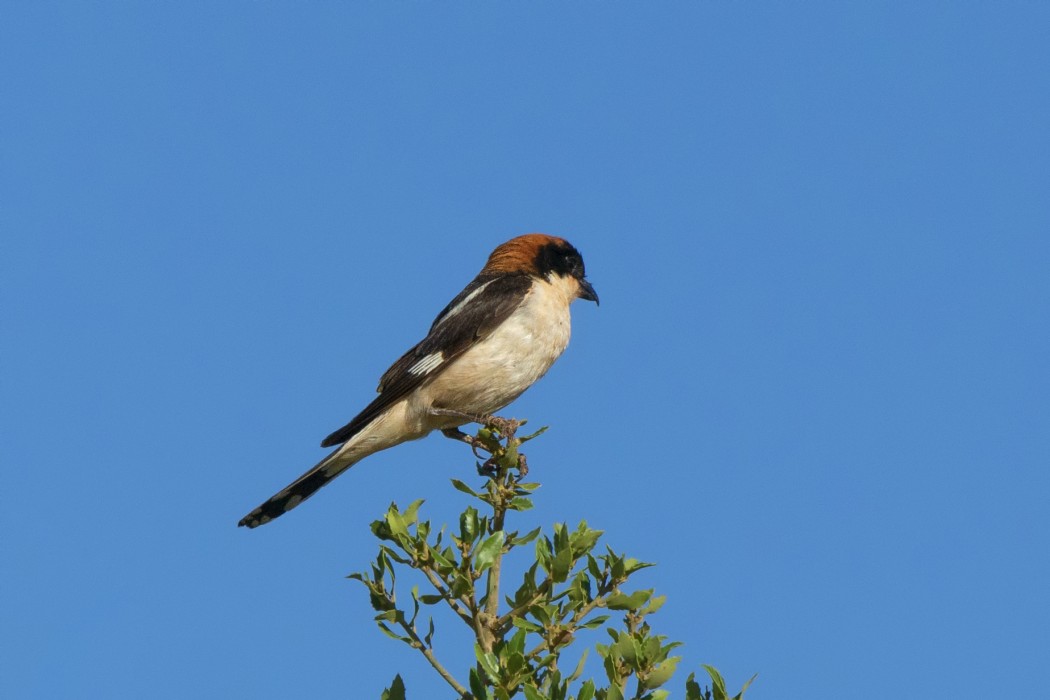 Woodchat Shrike