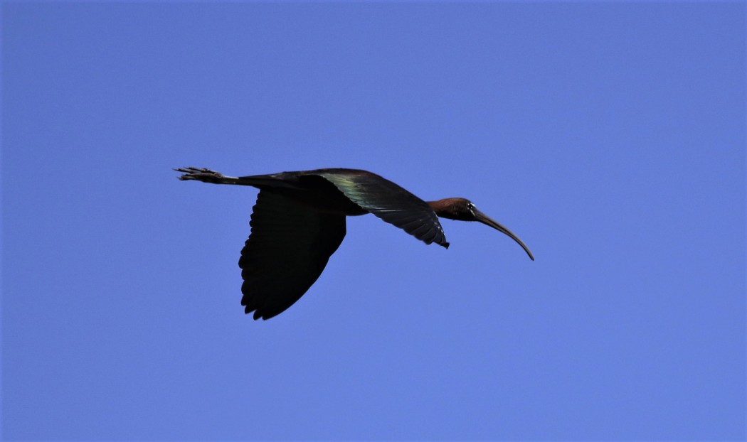 Glossy Ibis