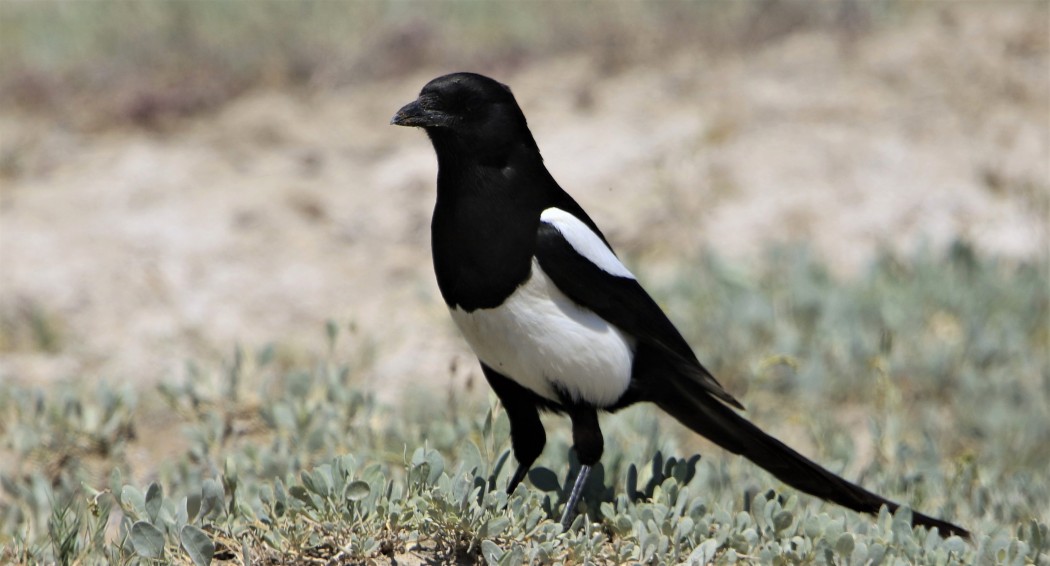Eurasian Magpie