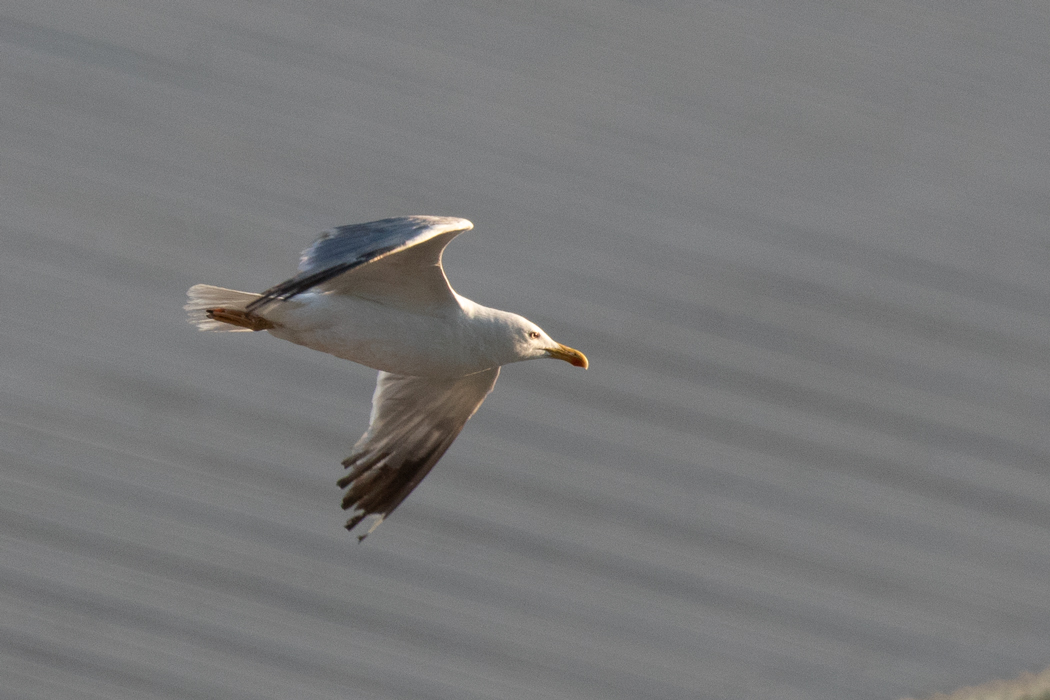 Yellow-legged Gull
