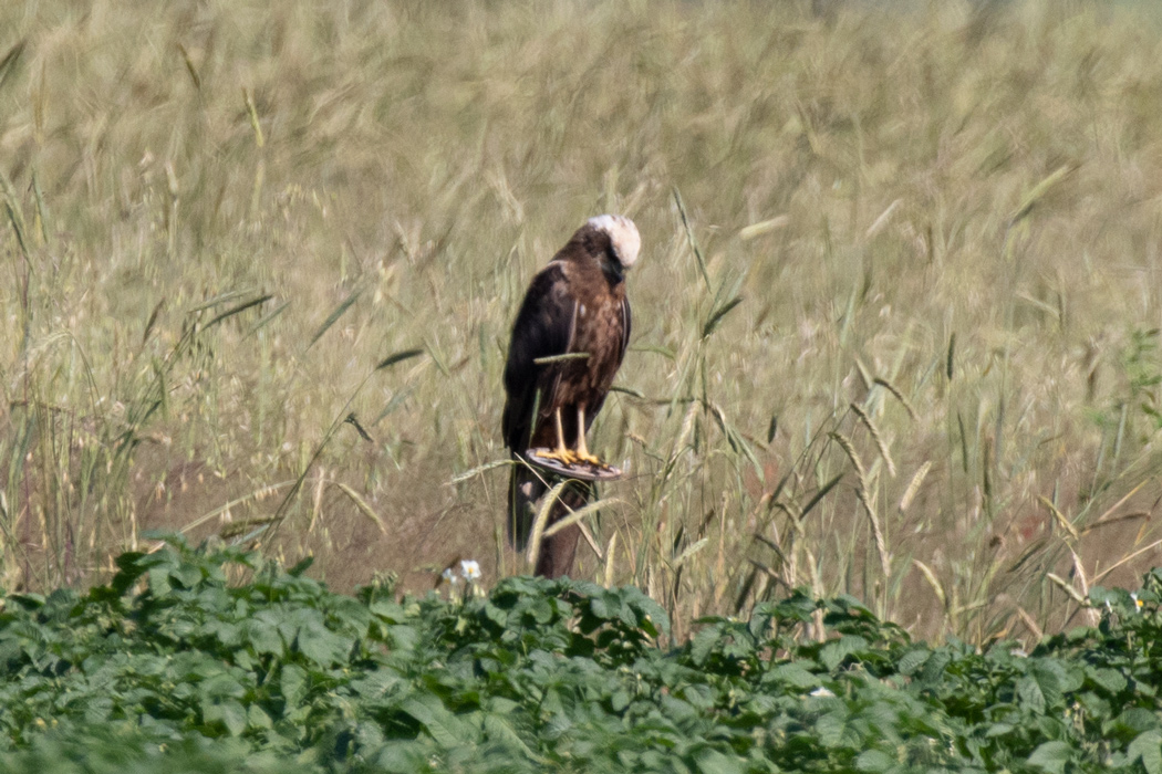 Western Marsh Harrier