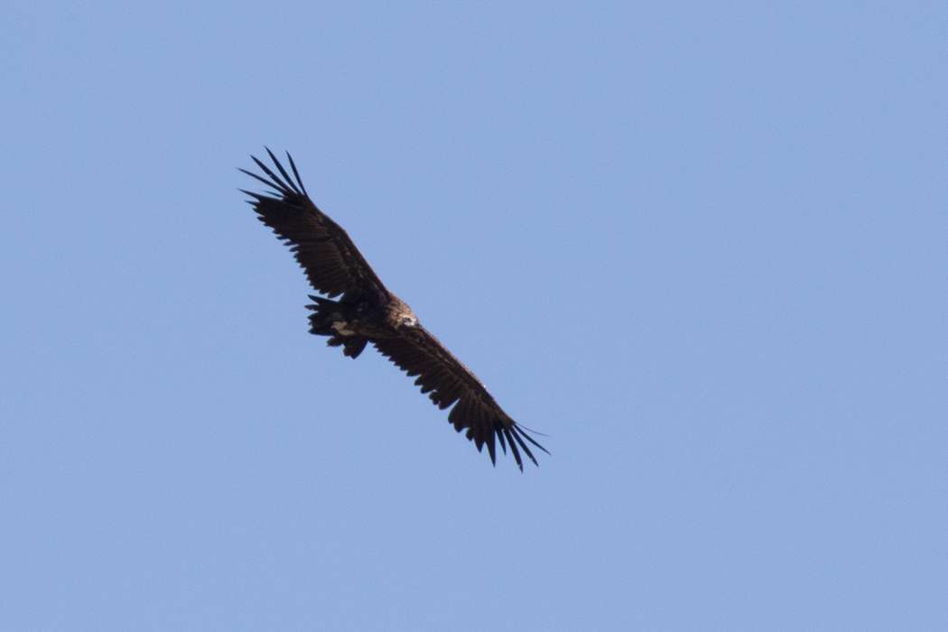 Cinereous Vulture