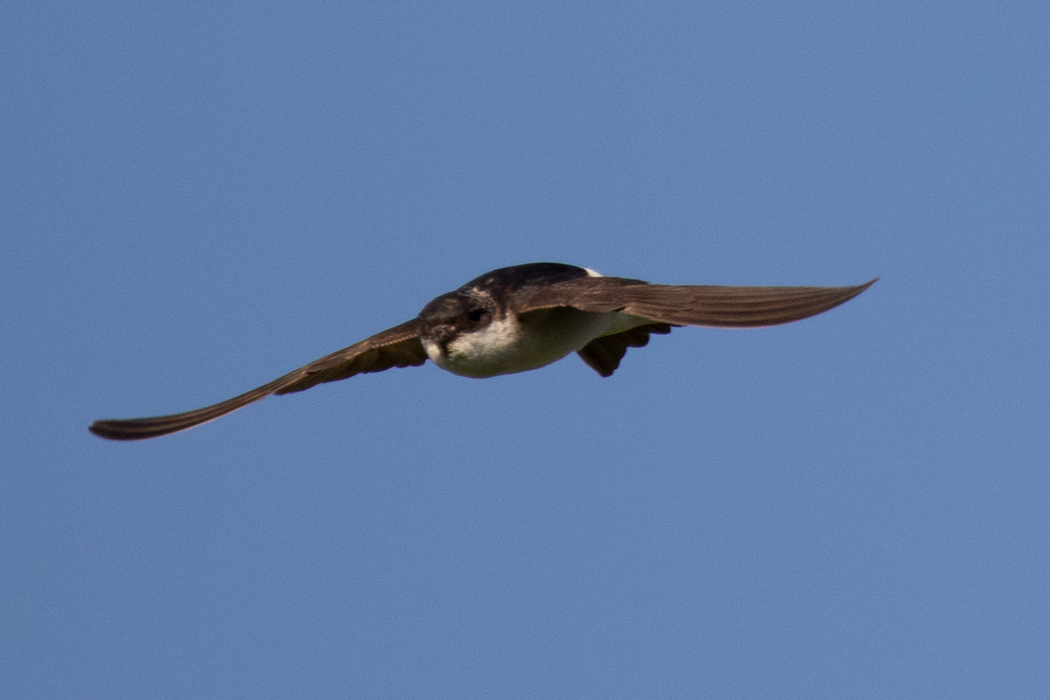 Western House Martin
