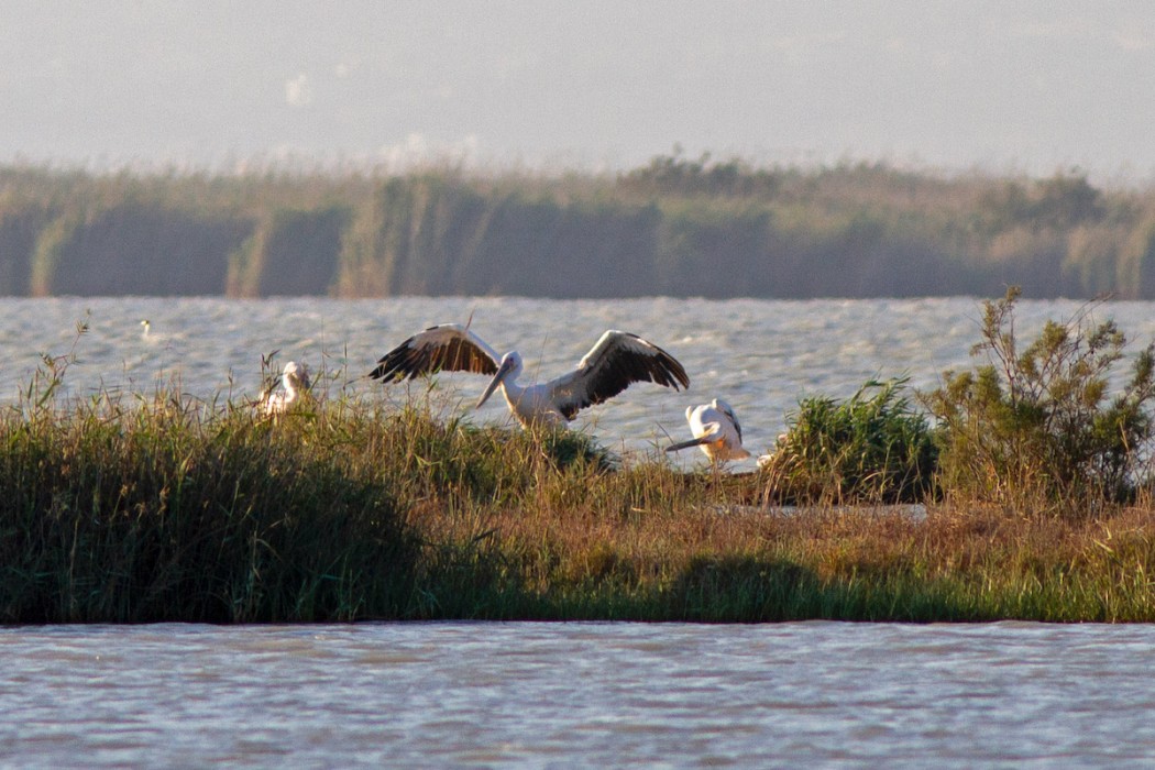 Great White Pelican