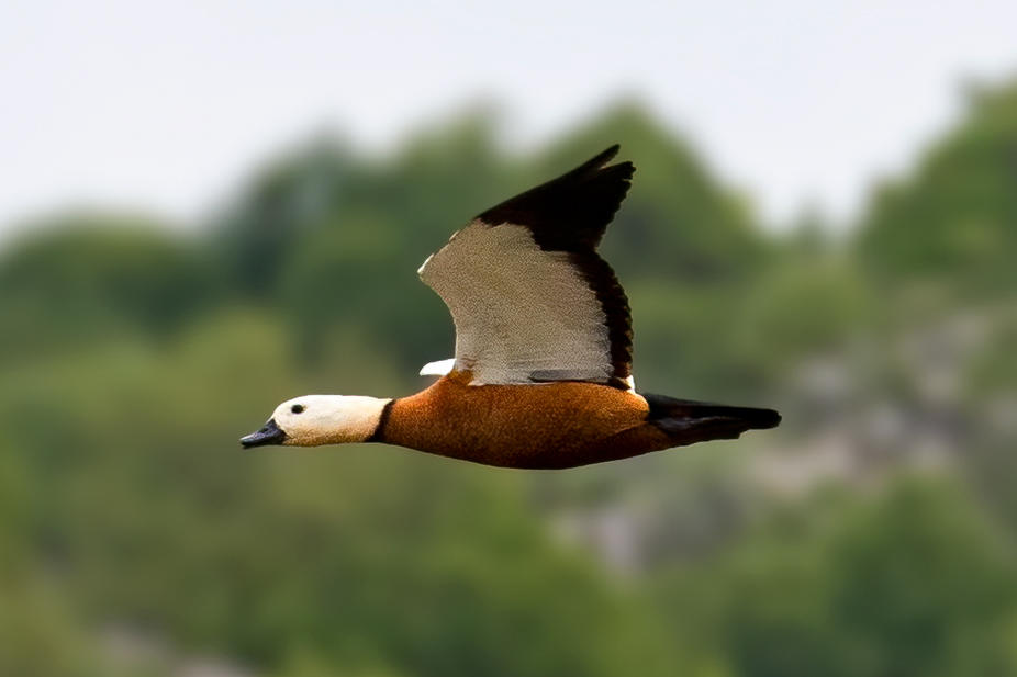 Ruddy Shelduck