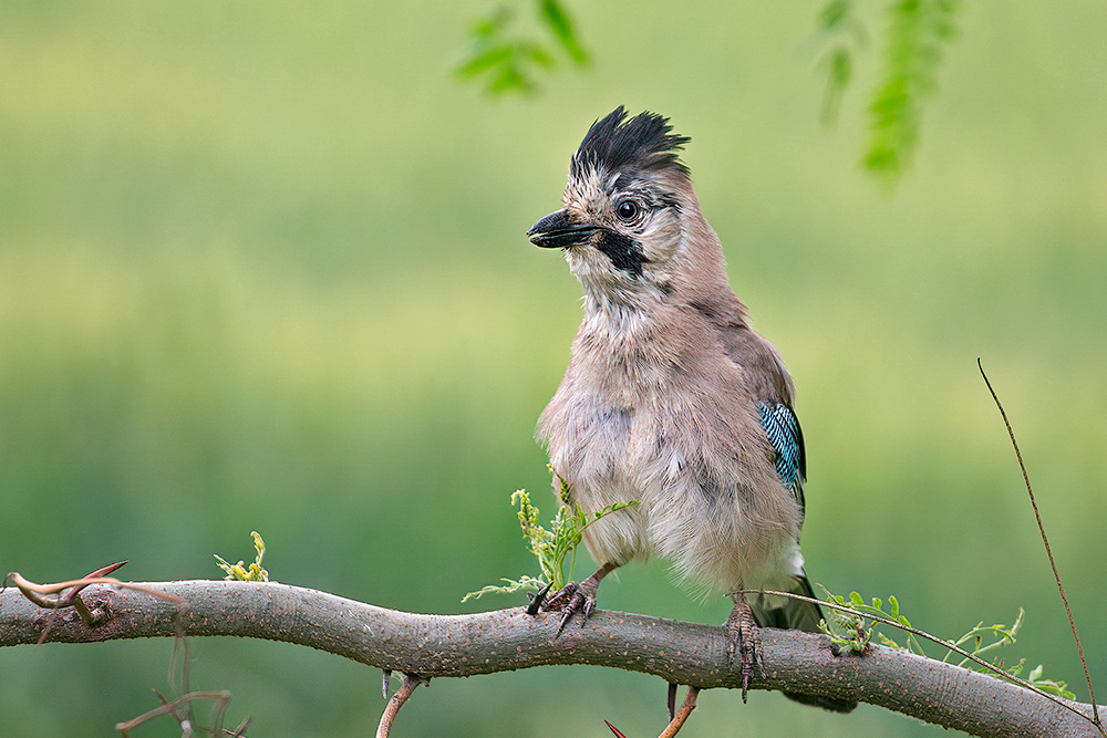 Eurasian Jay
