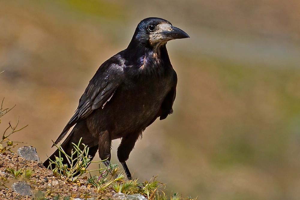 Rook