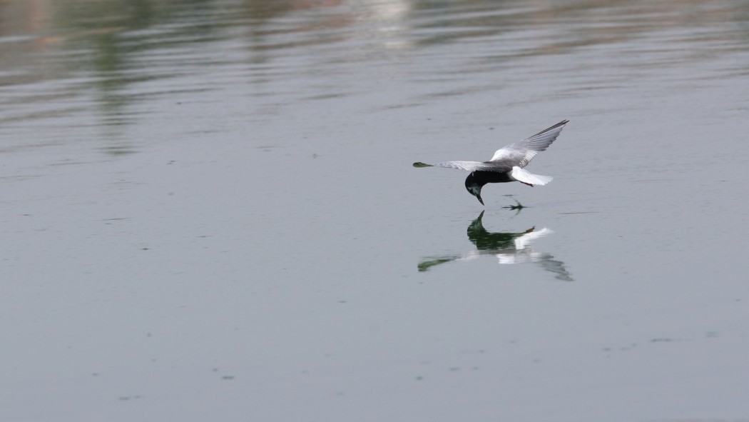 White-winged Tern