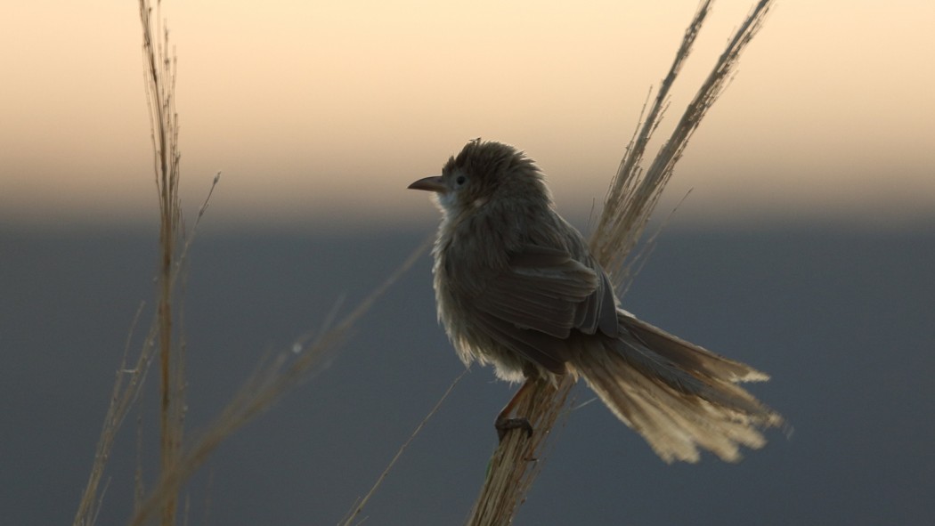 Iraq Babbler