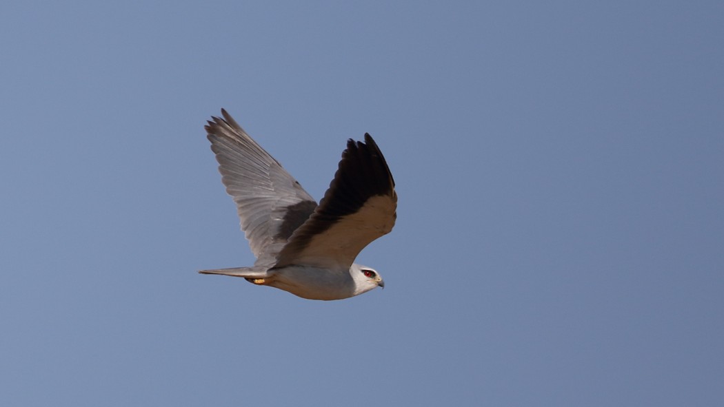 Black-winged Kite