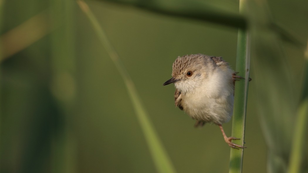 Delicate Prinia