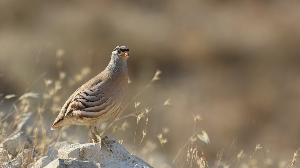 See-see Partridge