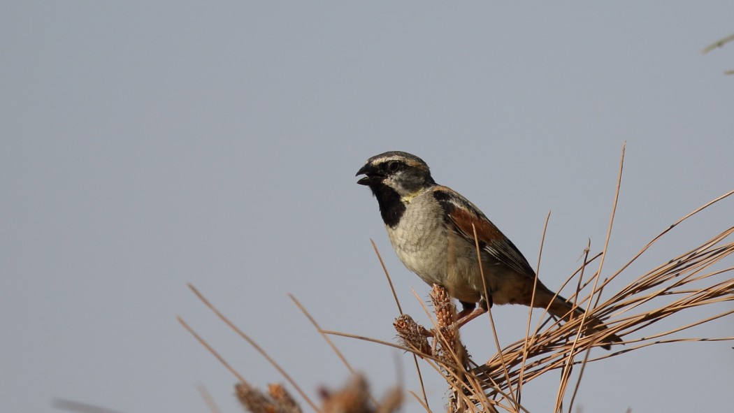 Dead Sea Sparrow
