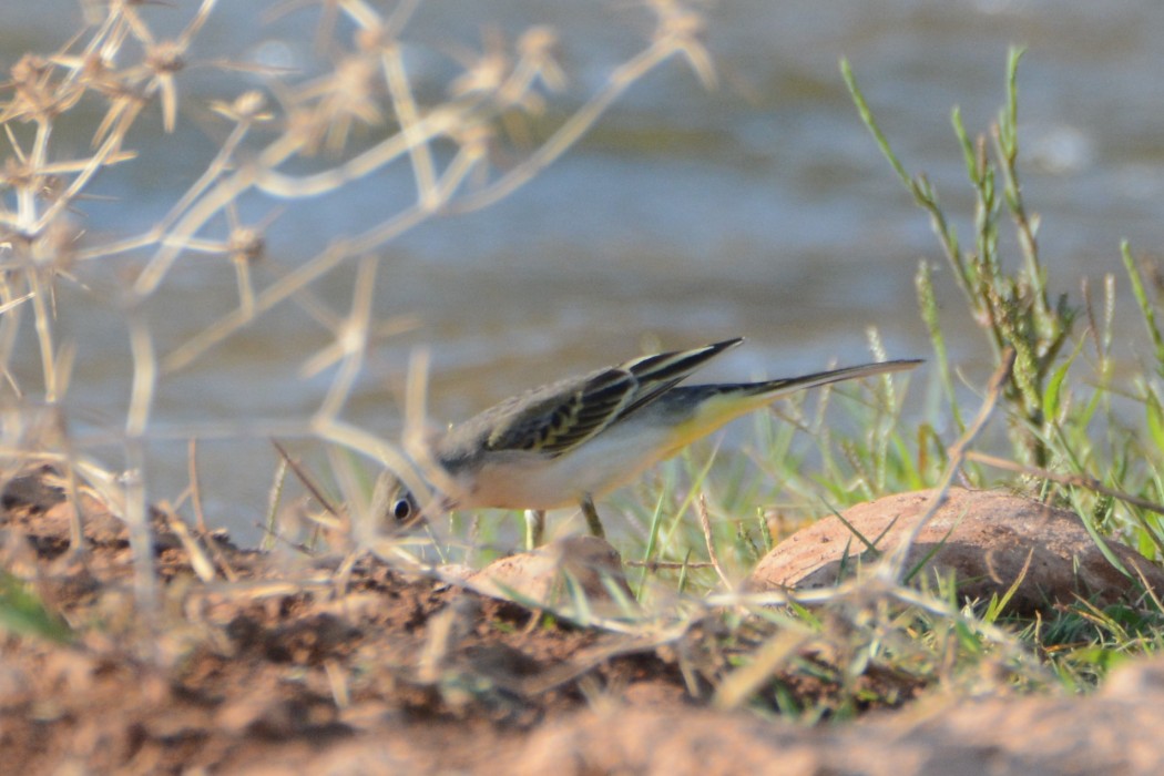Western Yellow Wagtail