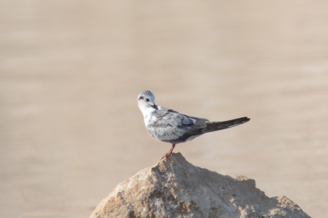 White-winged Tern