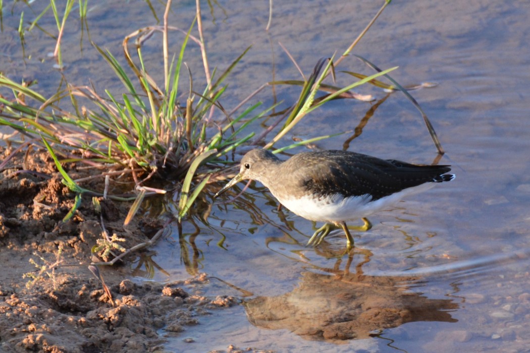 Green Sandpiper