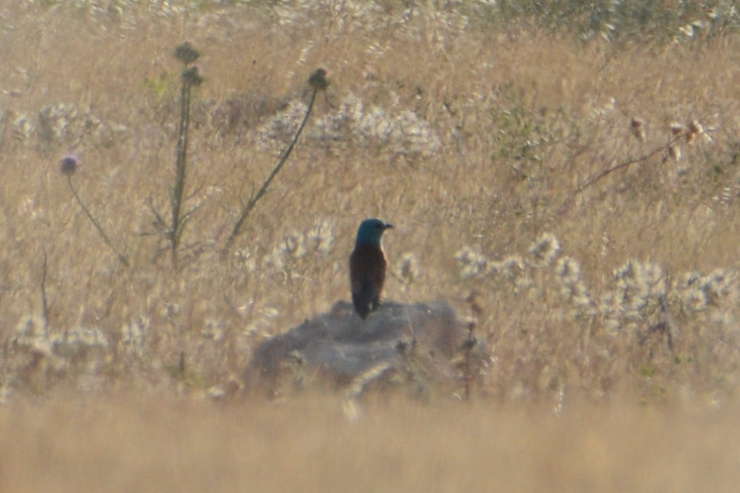 European Roller