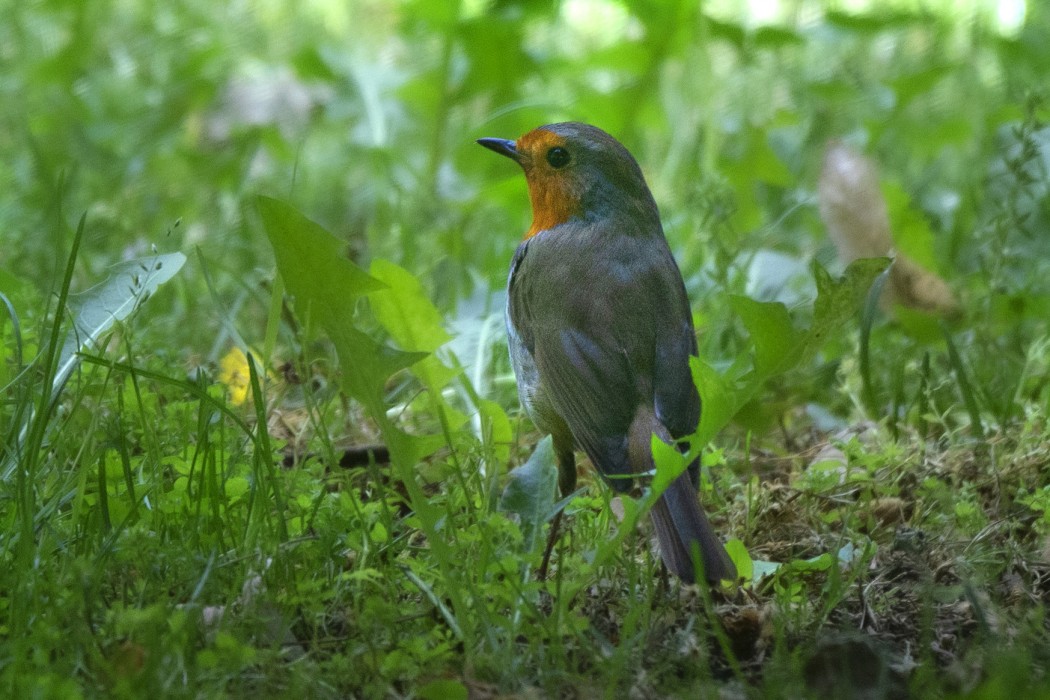 European Robin