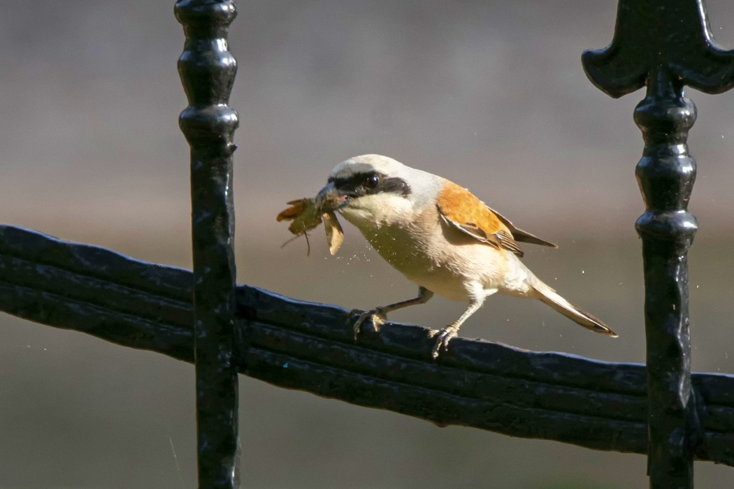 Red-backed Shrike