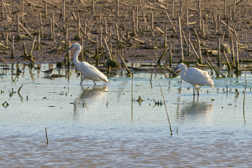 Little Egret