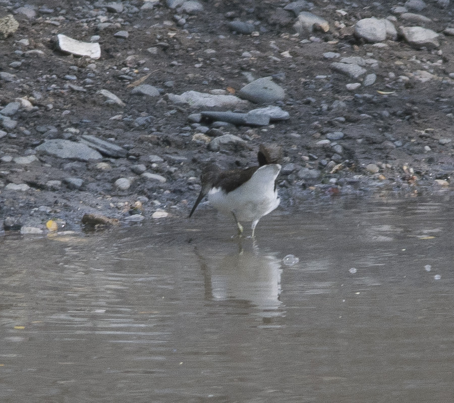 Green Sandpiper