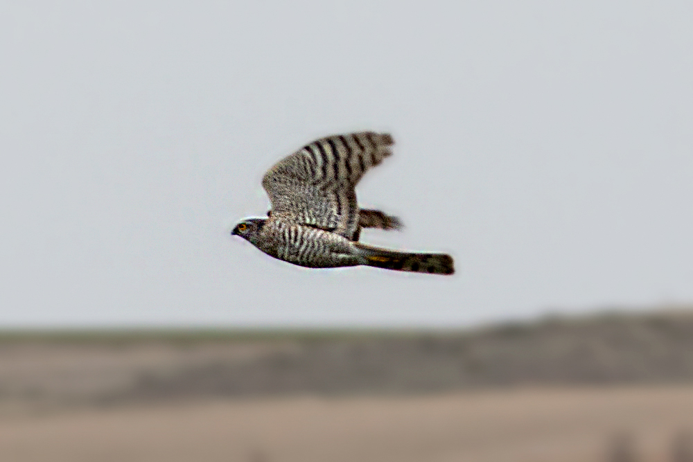 Eurasian Sparrowhawk