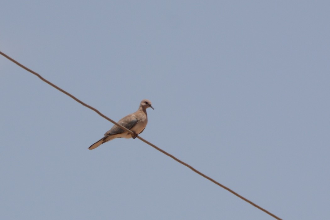 Laughing Dove