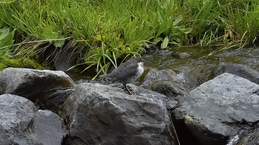 White-throated Dipper