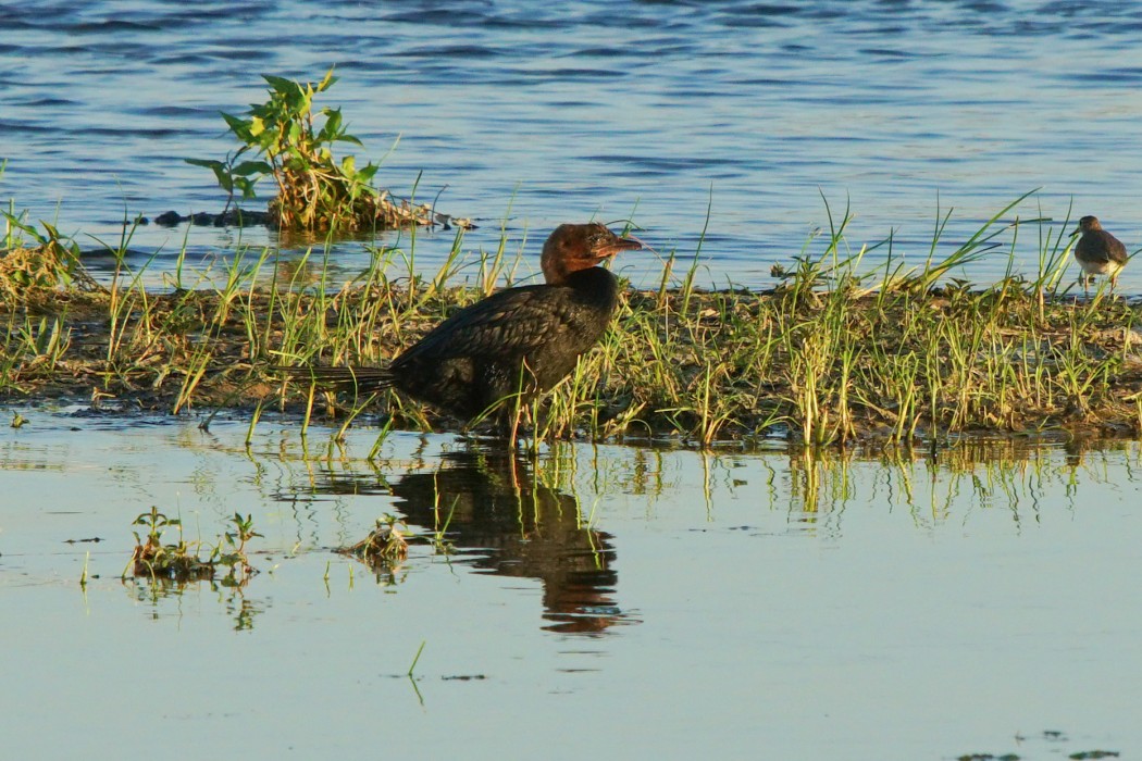 Pygmy Cormorant