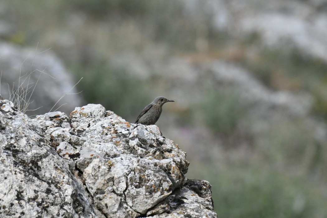 Blue Rock Thrush