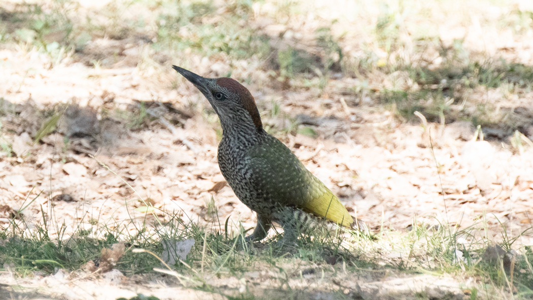 European Green Woodpecker