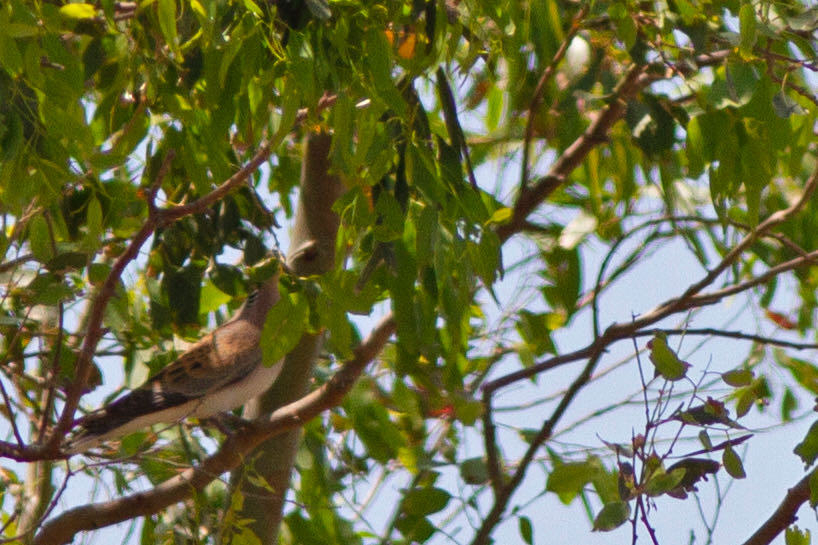 European Turtle Dove