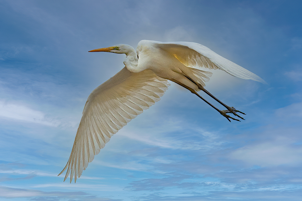 Great Egret