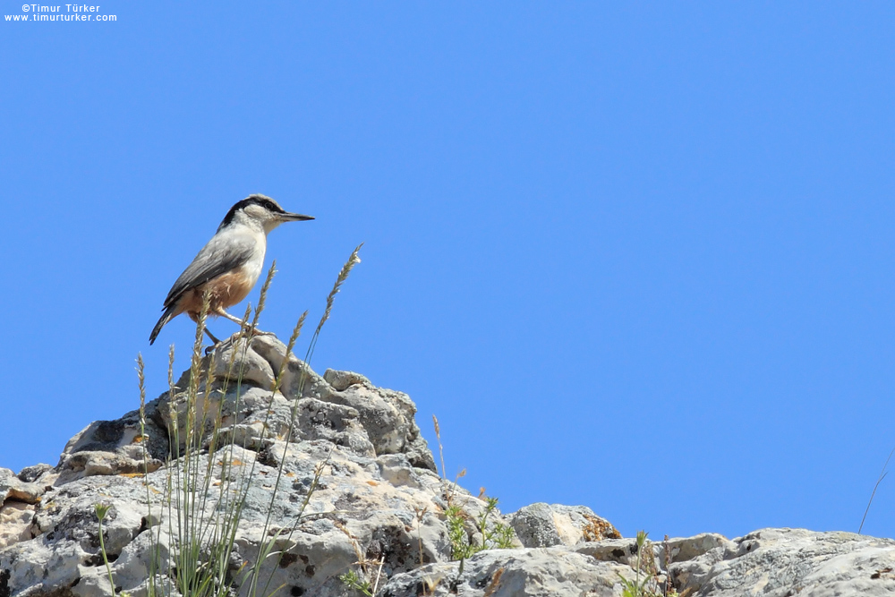 Eastern Rock Nuthatch