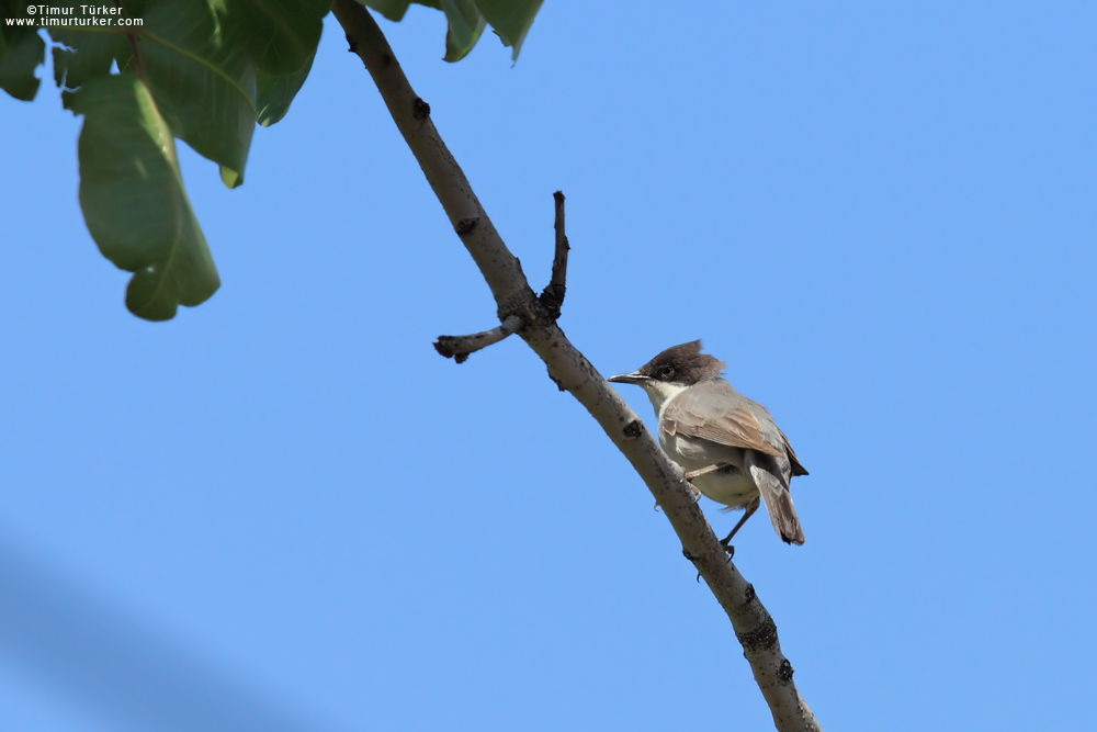 Eastern Orphean Warbler