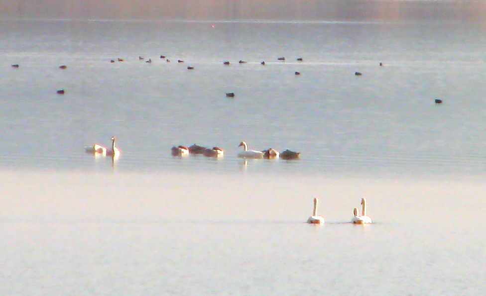 Whooper Swan