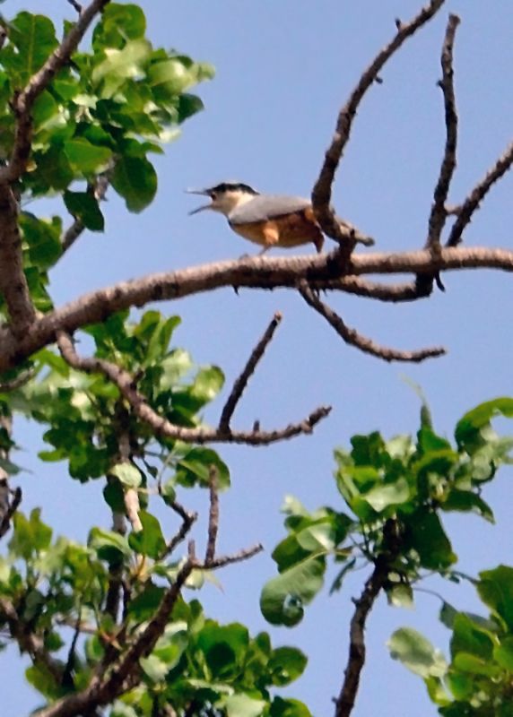 Eastern Rock Nuthatch