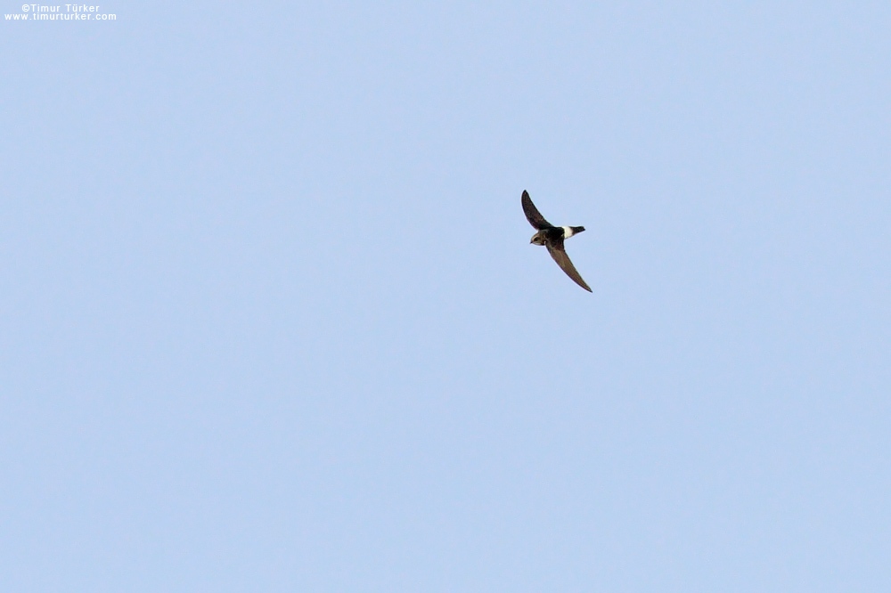 Little Swift