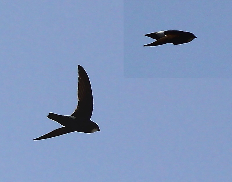 Little Swift