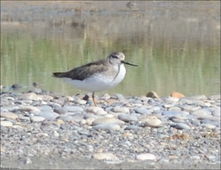 Terek Sandpiper