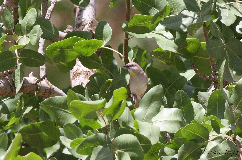 Yellow-throated Sparrow