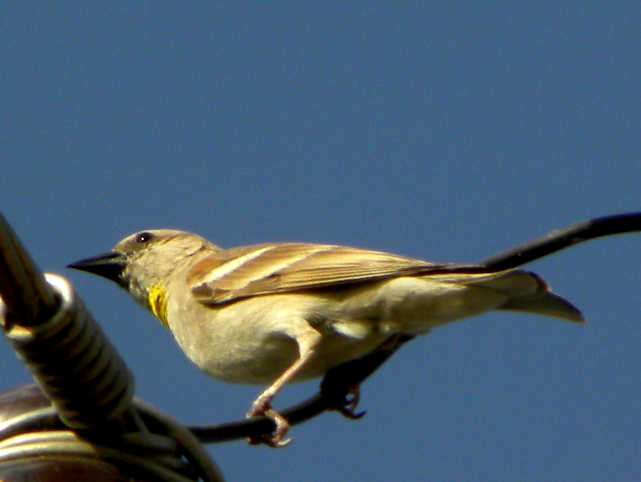 Yellow-throated Sparrow