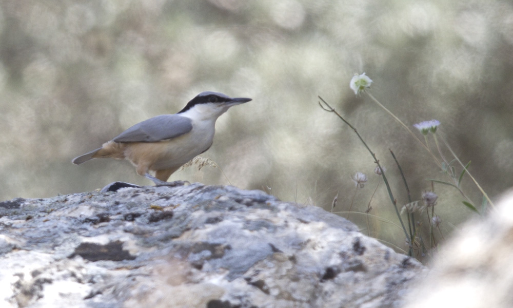 Eastern Rock Nuthatch