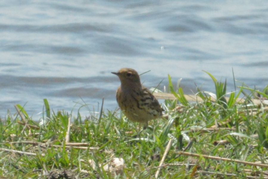 Kızılgerdanlı İncirkuşu