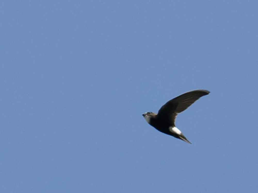 Little Swift